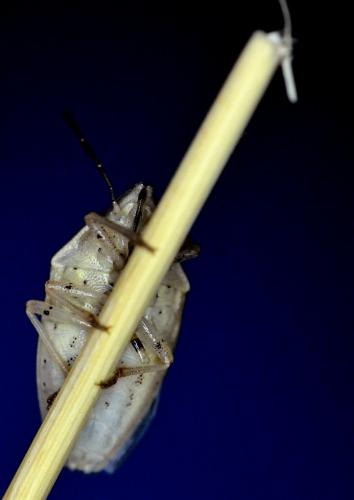 Aelia acuminata