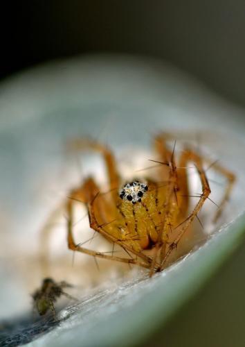 Réf. 148 001 : Oxyopes lineatus