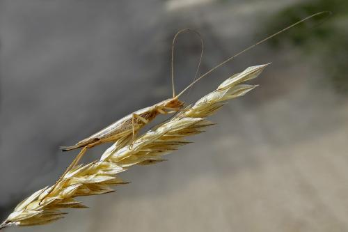 Réf. 148 607 : Oecanthus pellucens pellucens