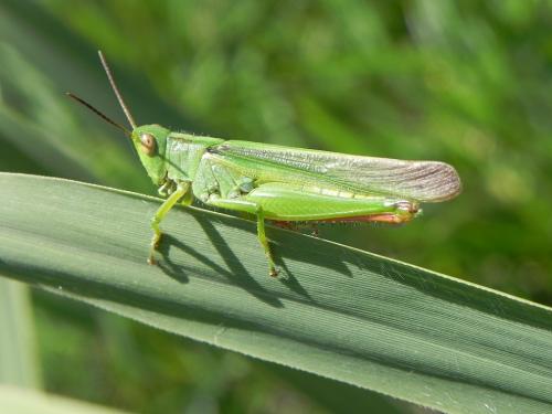 Paracinema tricolor bisignata