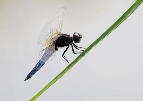 Réf. 148 966 : Lyriothemis pachygastra