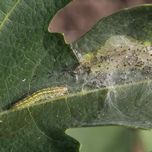 Réf. 148 794 : Choreutis nemorana