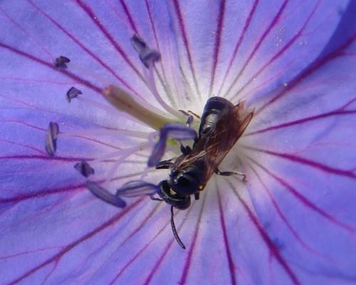 Ceratina cucurbitina