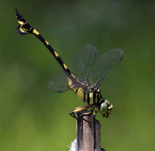 Sinictinogomphus clavatus