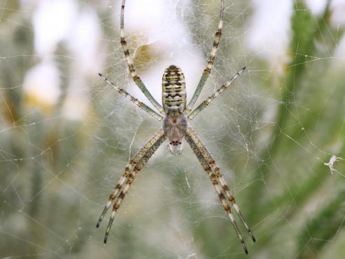 Argiope bruennichi