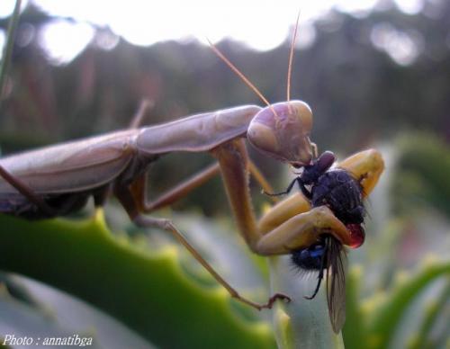 Réf. 148 668 : Mantis religiosa