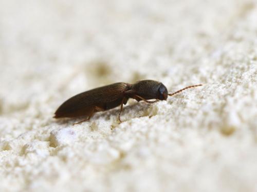 Agriotes sp.