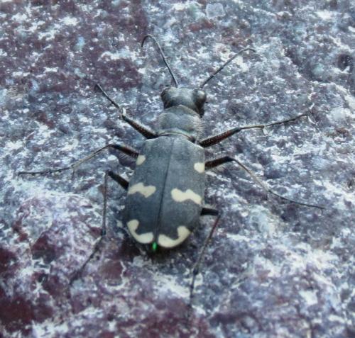 Cicindela hybrida