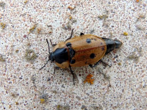 Dendroxena quadrimaculata