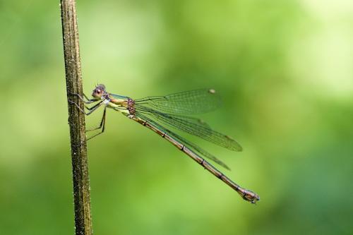 Chalcolestes viridis