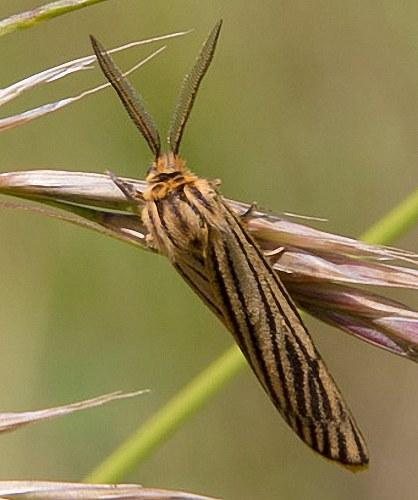 Réf. 148 245 : Coscinia striata