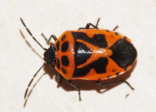 Réf. 148 817 : Eurydema dominulus