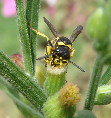 Ancistrocerus sp.