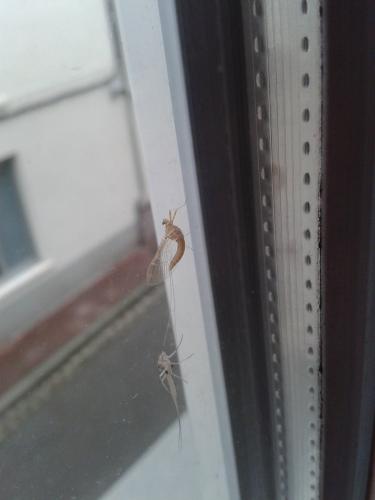 Cloeon dipterum