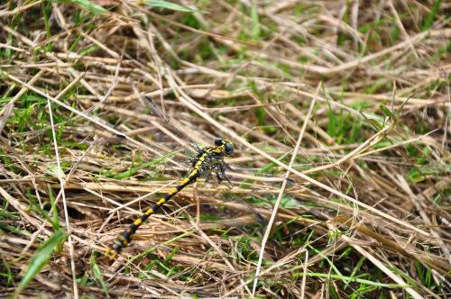 Onychogomphus uncatus