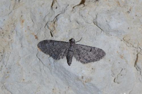 Eupithecia ultimaria