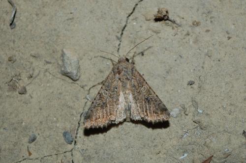 Réf. 148 299 : Anarta trifolii