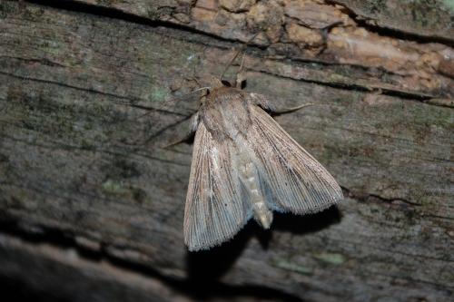 Réf. 148 235 : Mythimna congrua