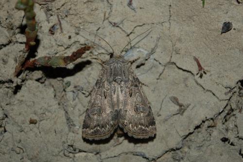 Agrotis bigramma