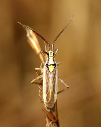 Réf. 148 400 : Leptopterna ferrugata