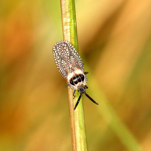 Dictyonota strichnocera