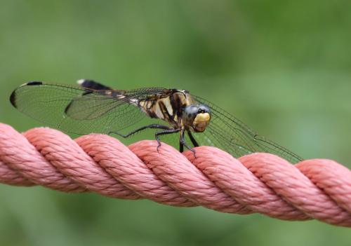 Réf. 148 701 : Orthetrum albistylum