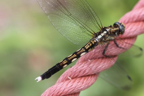 Réf. 148 763 : Orthetrum albistylum
