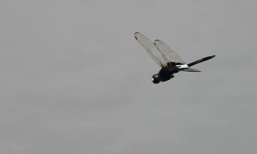 Pseudothemis zonata