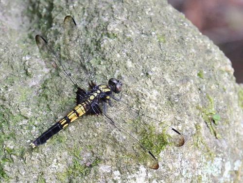 Orthetrum melania