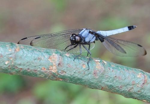 Orthetrum melania