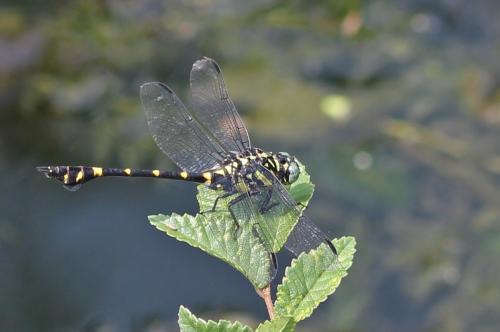 Ictinogomphus pertinax