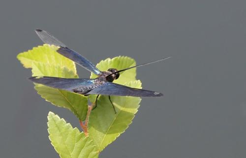 Rhyothemis fuliginosa