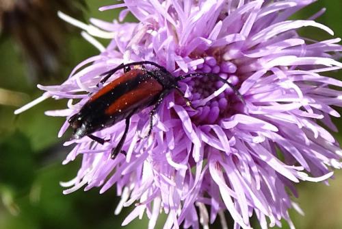 Réf. 148 377 : Stenurella melanura