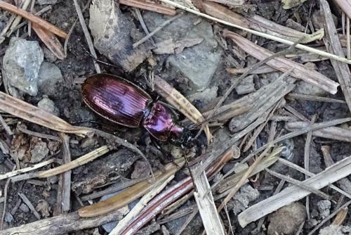 Pterostichus externepunctatus