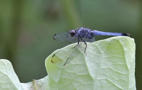 Orthetrum melania