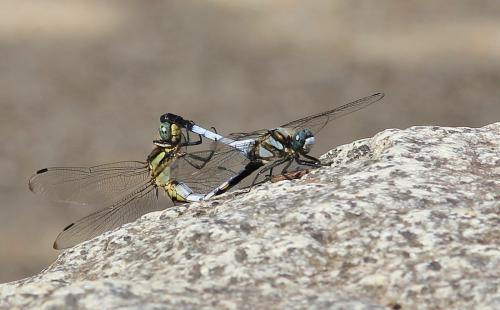 Réf. 148 796 : Orthetrum albistylum