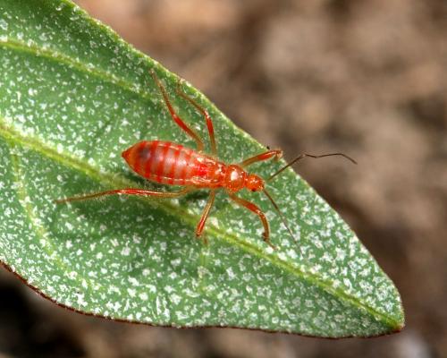 Réf. 148 358 : Polytoxus sanguineus