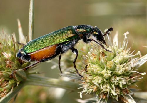 Cerocoma schreberi
