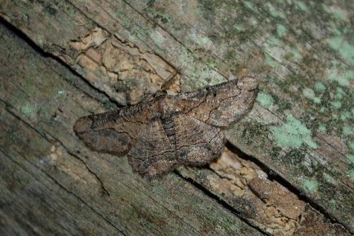 Réf. 148 174 : Menophra japygiaria