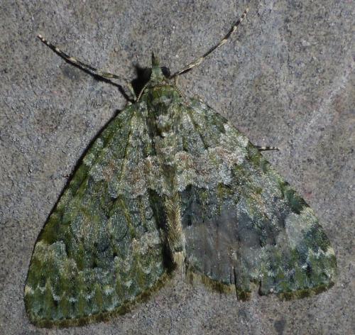 Chloroclysta miata