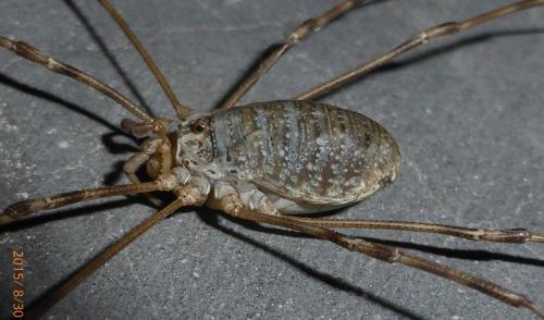 Réf. 148 876 : Opilio parietinus
