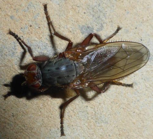 Réf. 148 880 : Scoliocentra sp.