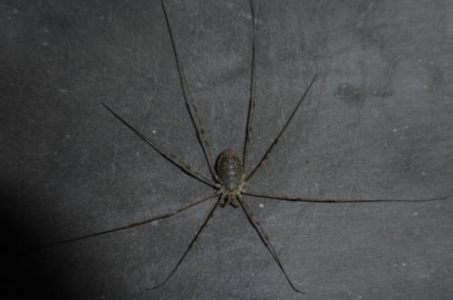 Réf. 148 874 : Opilio parietinus