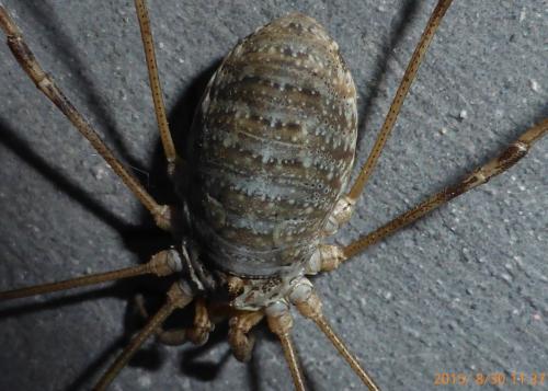 Réf. 148 875 : Opilio parietinus