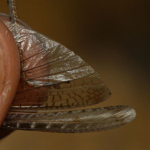Réf. 148 788 : Platycleis intermedia