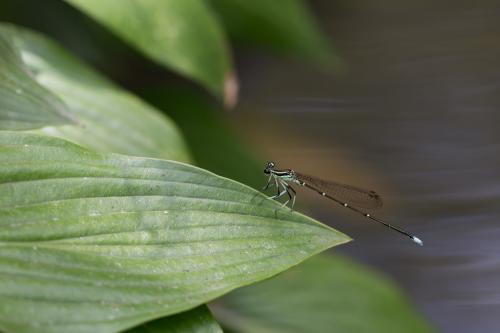 Copera annulata