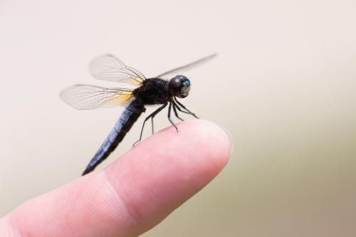 Lyriothemis pachygastra