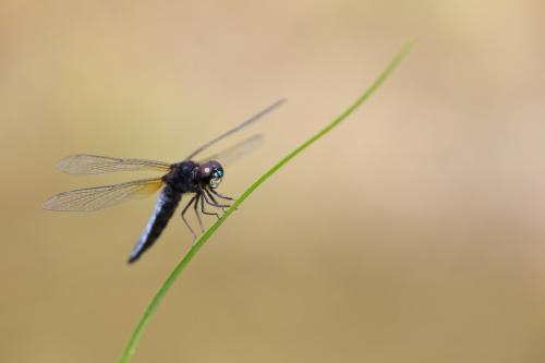 Lyriothemis pachygastra