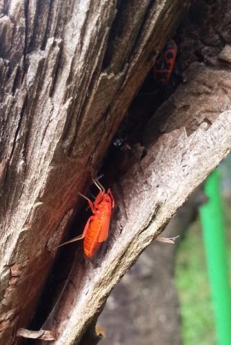 Pyrrhocoris apterus