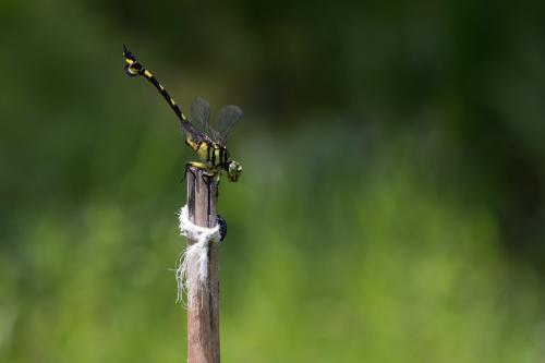 Sinictinogomphus clavatus